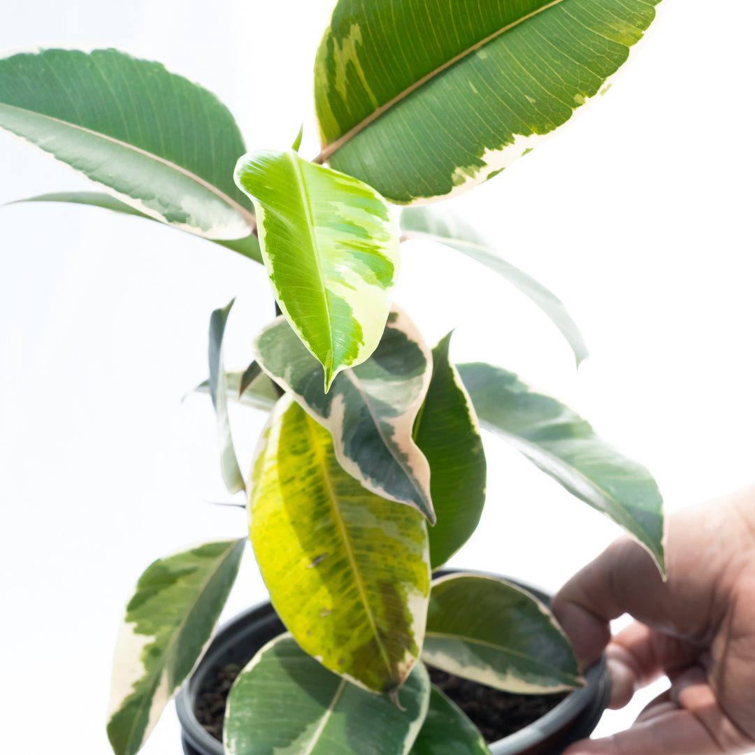 Ficus elástica Tineke