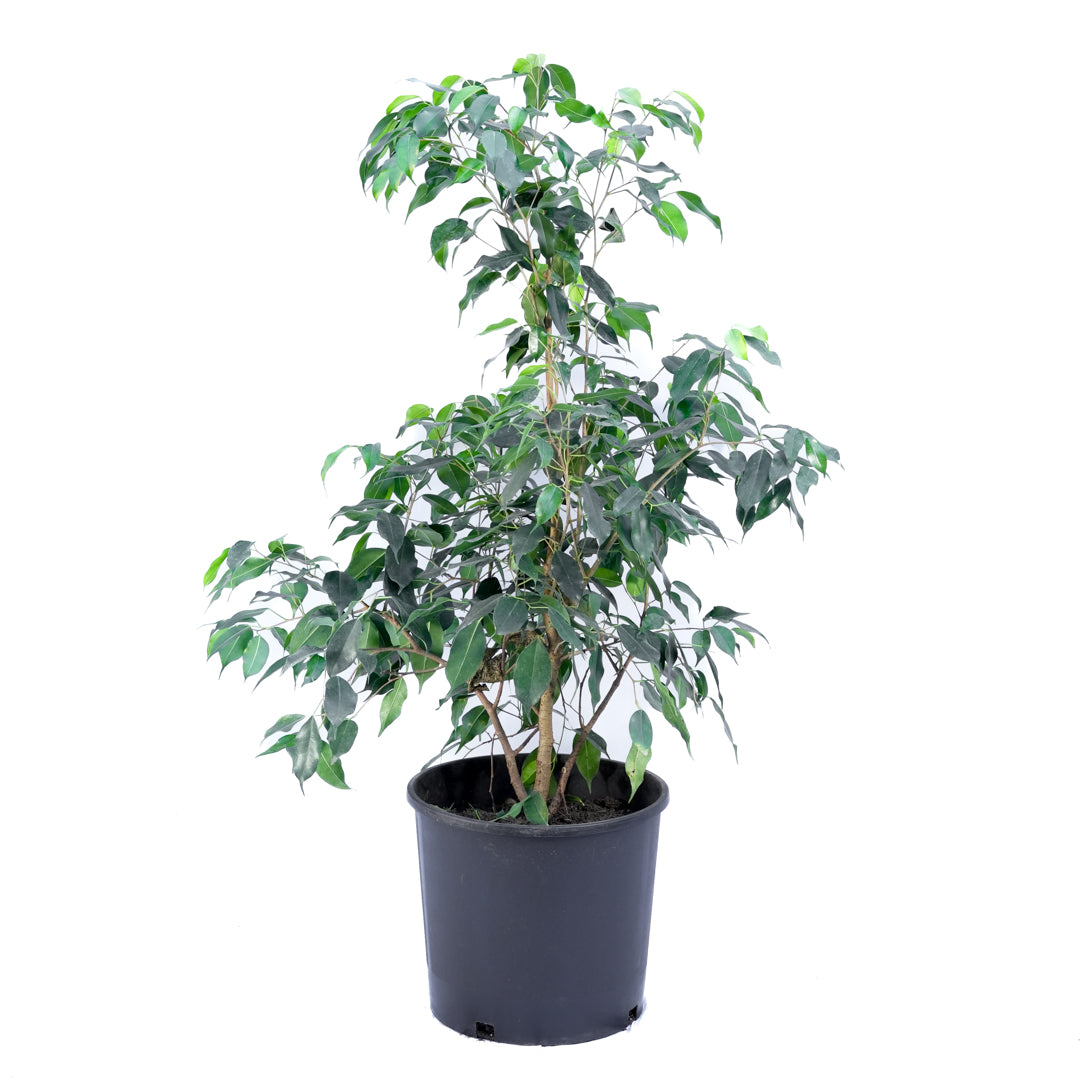 Ficus Benjamina L