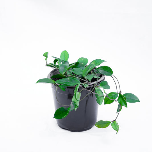 Hoya Carnosa