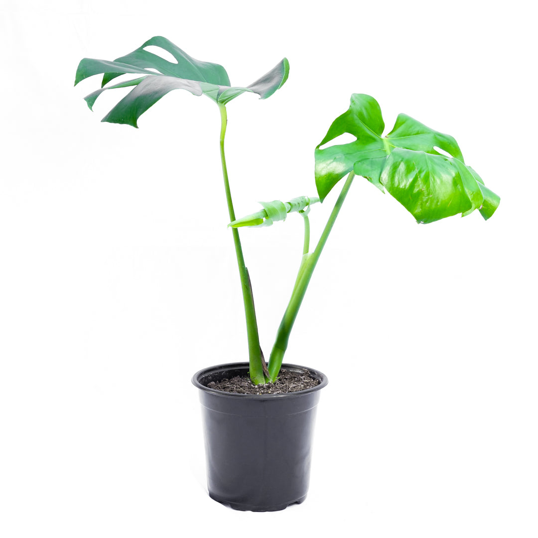 Monstera Deliciosa M