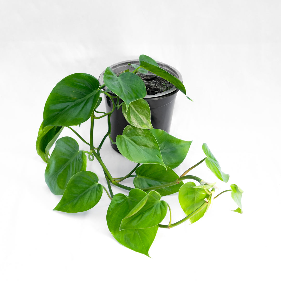 PH Cordatum Verde M