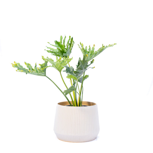 Macetero Greta x La Jungla M con planta