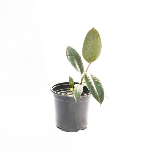 Ficus elástica Burgundy S