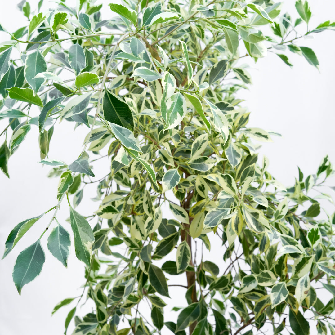 Ficus Hawaii