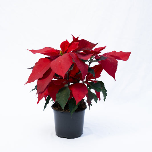 Flor del Inca o Flor de Navidad