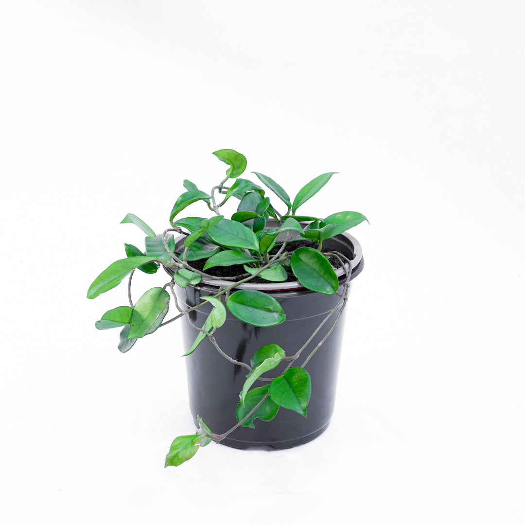 Hoya Carnosa