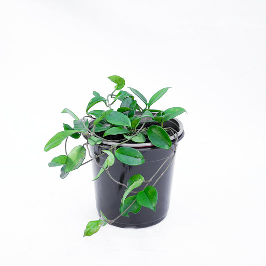 Hoya Carnosa