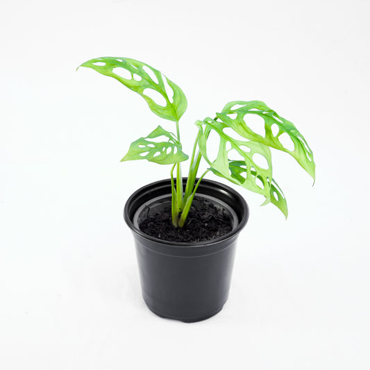 Monstera Adansonii