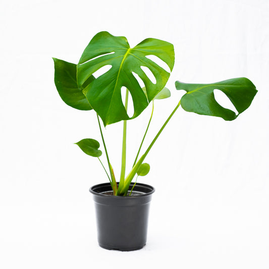 Monstera Deliciosa S