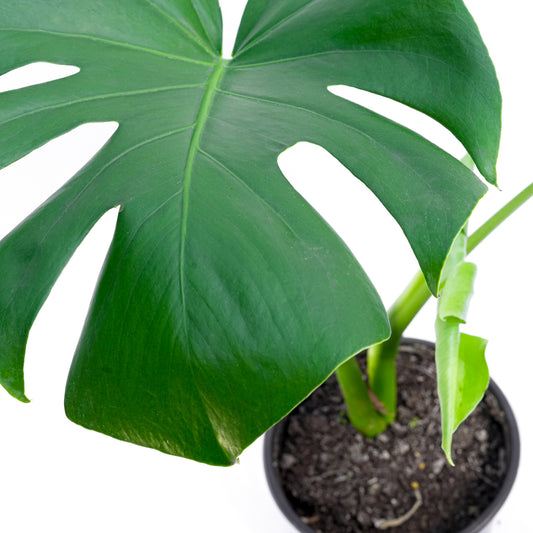 Monstera Deliciosa M