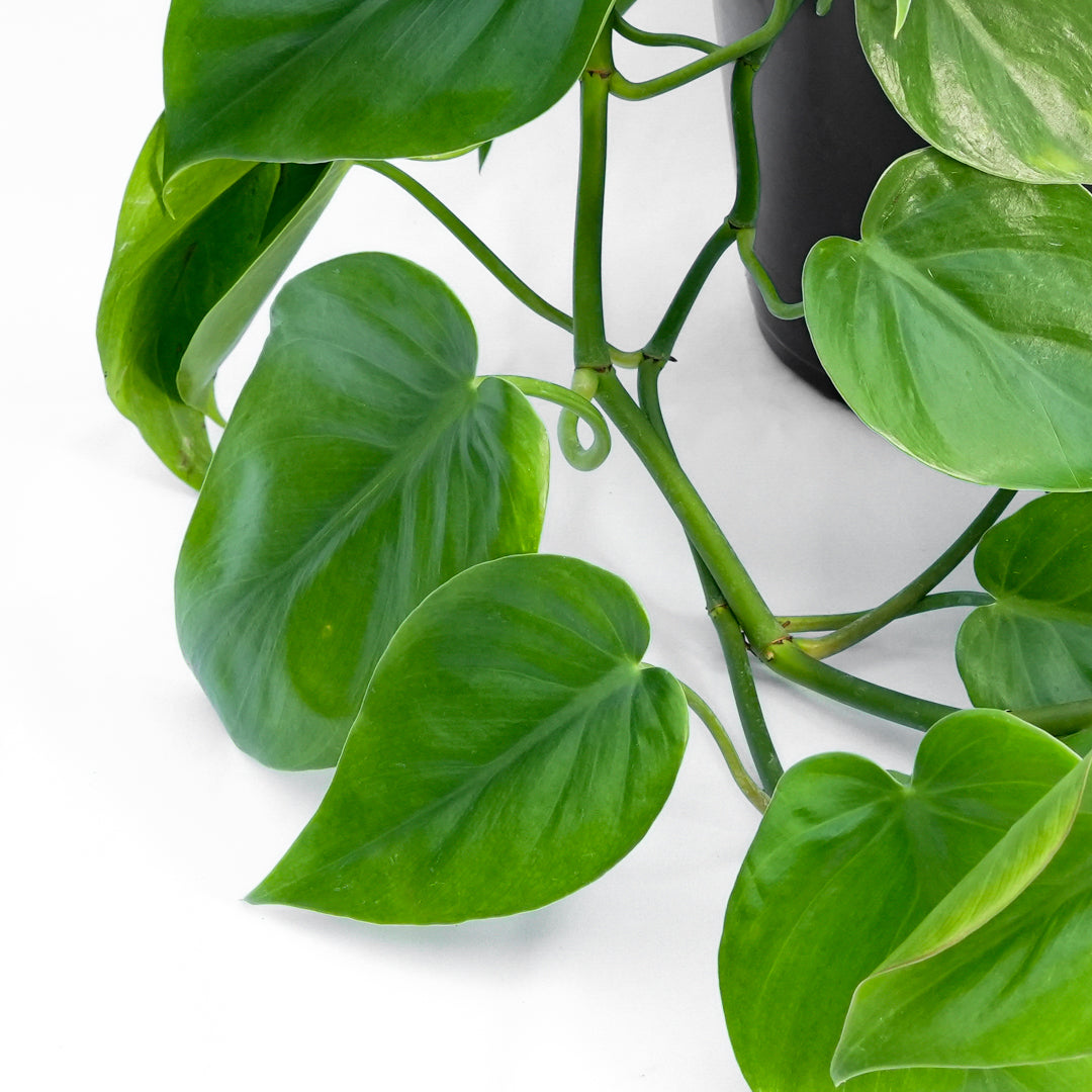 PH Cordatum Verde M