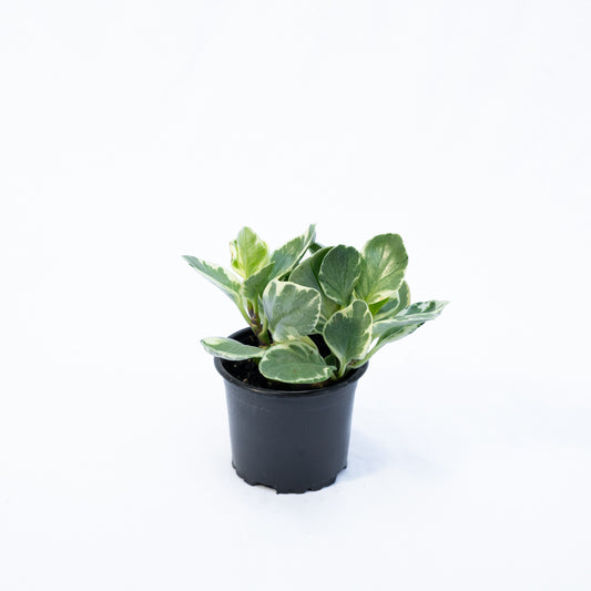 Peperomia Obtusifolia Variegada