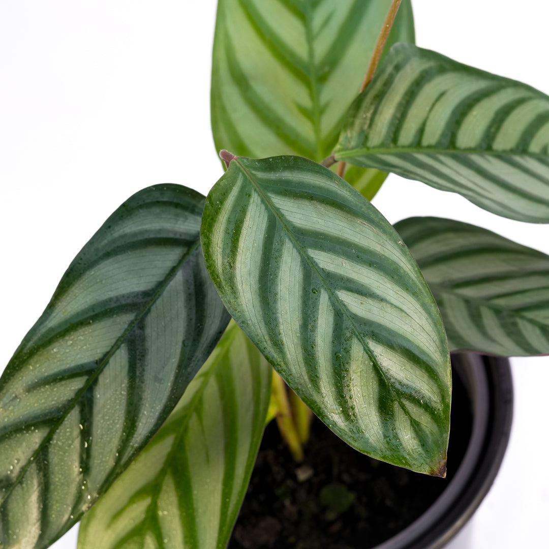 Calathea Setosa