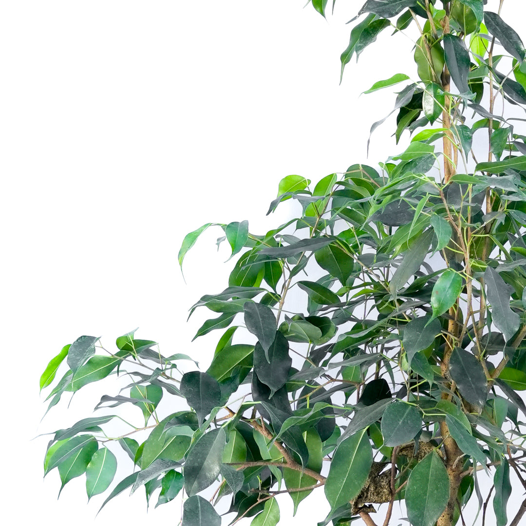Ficus Benjamina L
