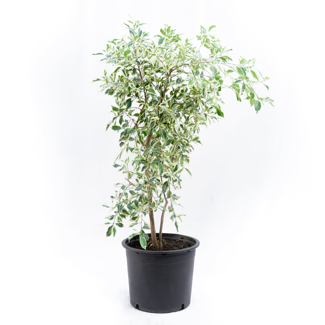 Ficus Hawaii