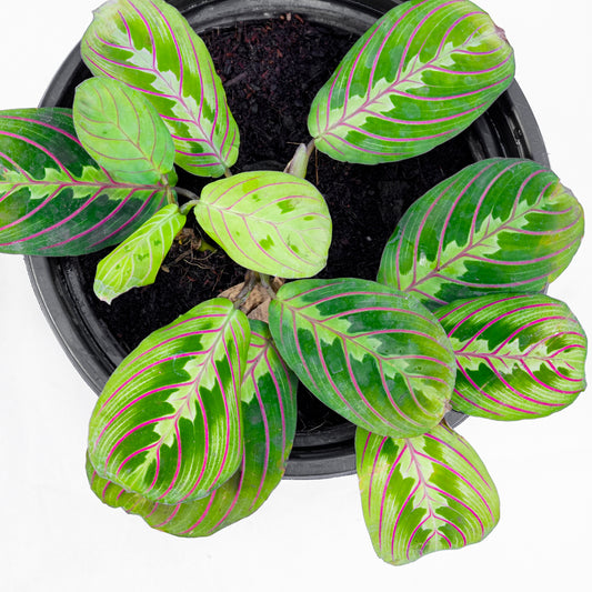Maranta Leuconera S