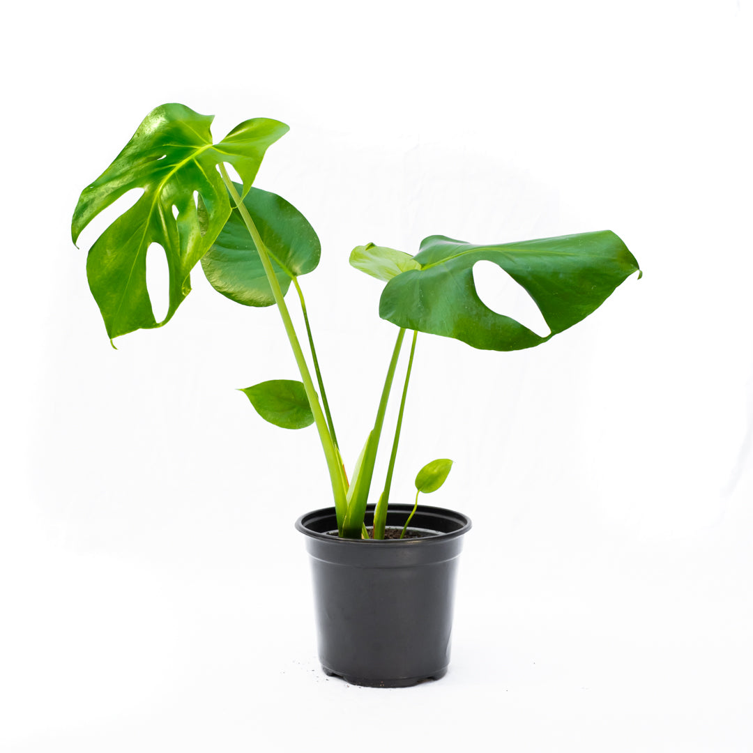 Monstera Deliciosa S