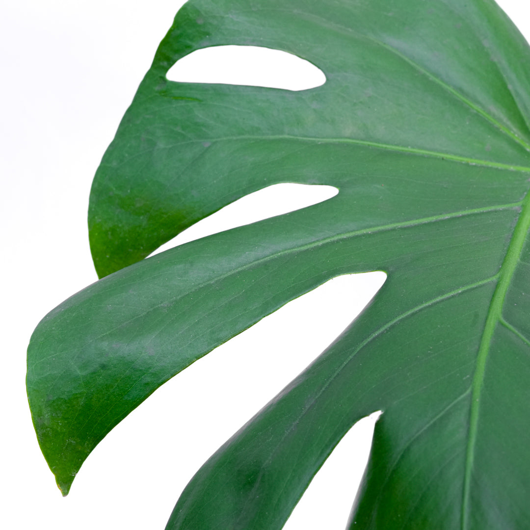 Monstera Deliciosa M