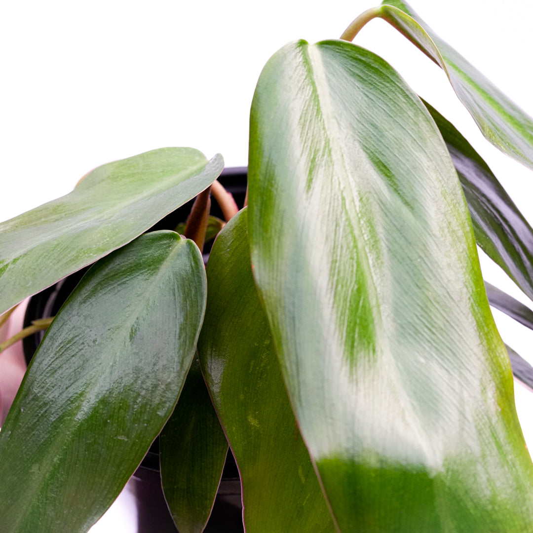 Philodendro Red Emerald