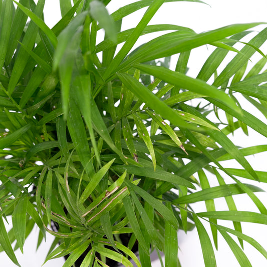 Palmera Chamedorea S