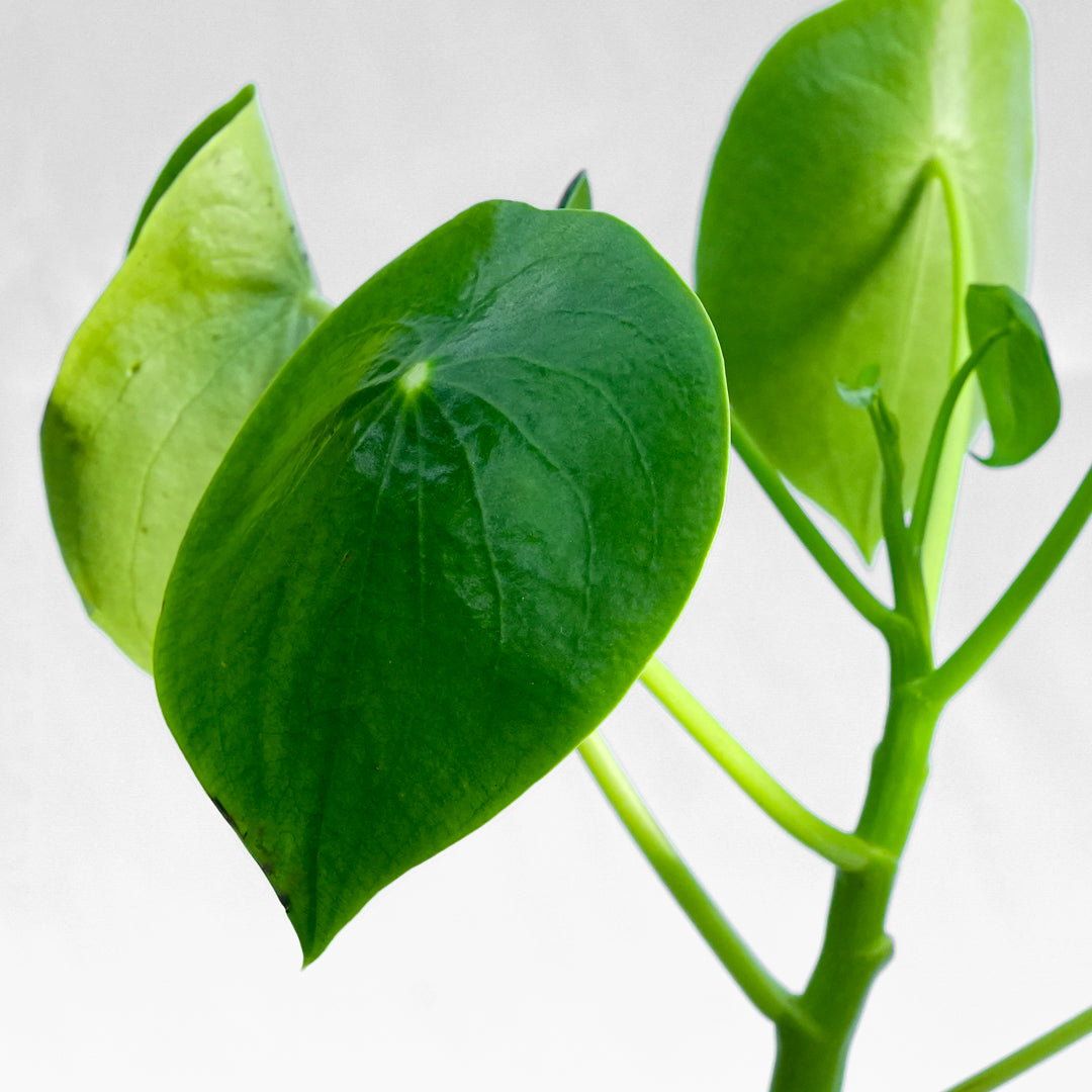 Peperomia Cucharita