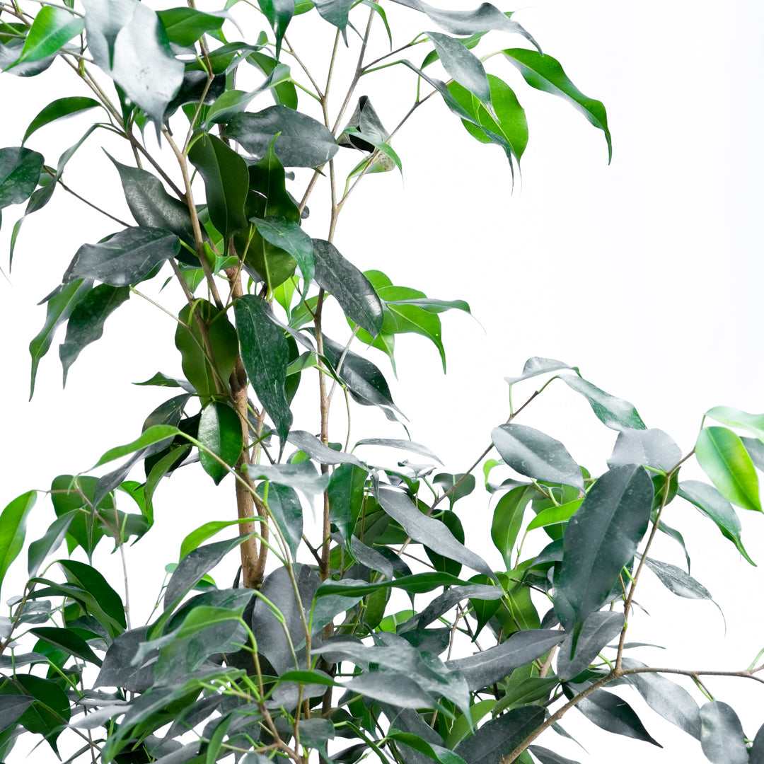 Ficus Benjamina L