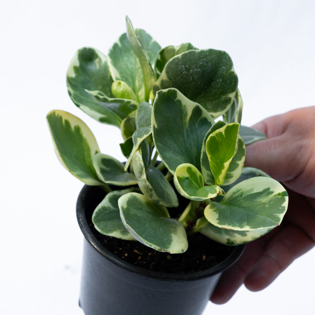 Peperomia Obtusifolia Variegada
