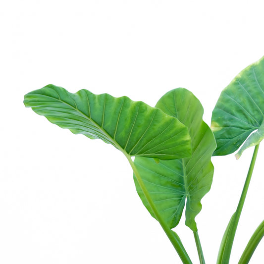 Alocasia Manto De Eva