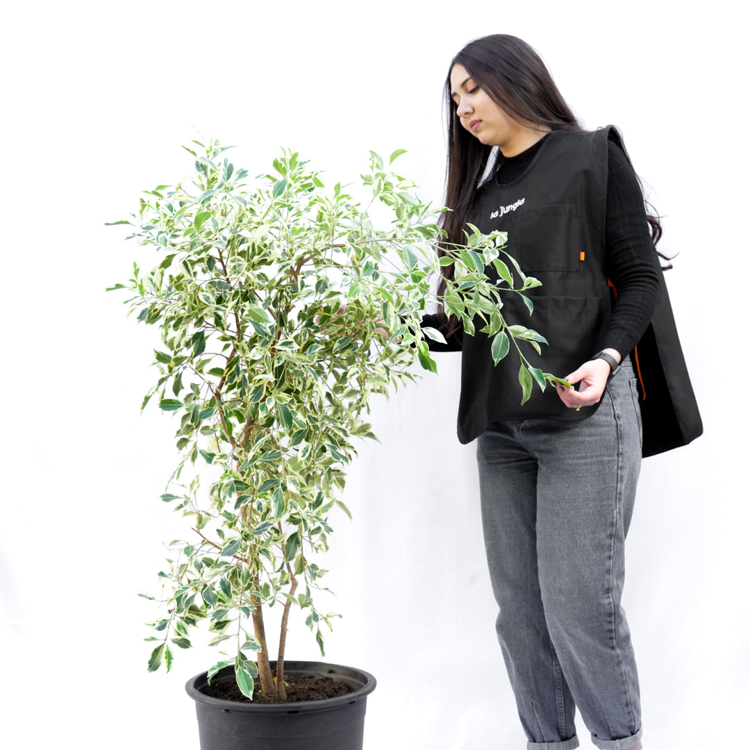 Ficus Hawaii