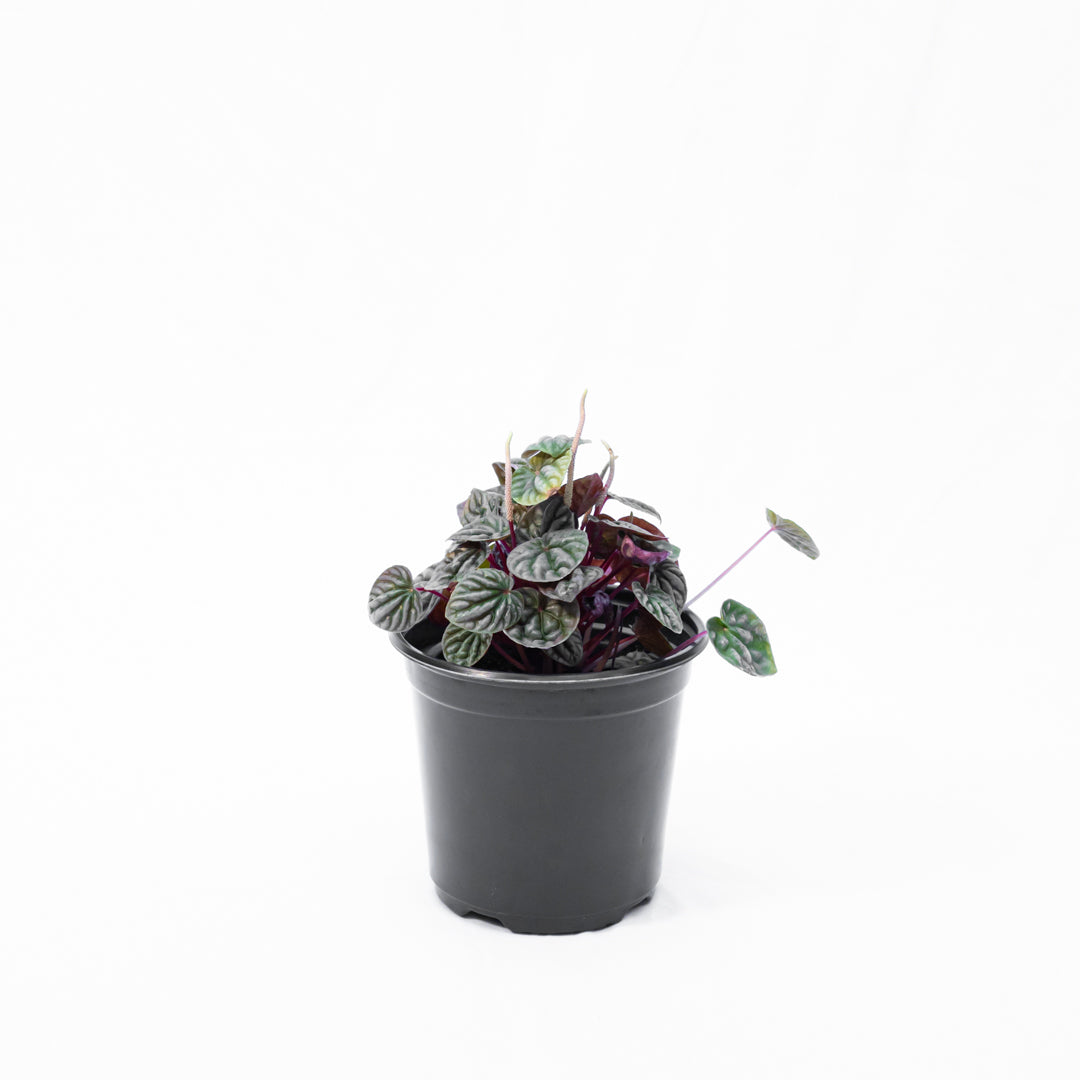 Peperomia carperata