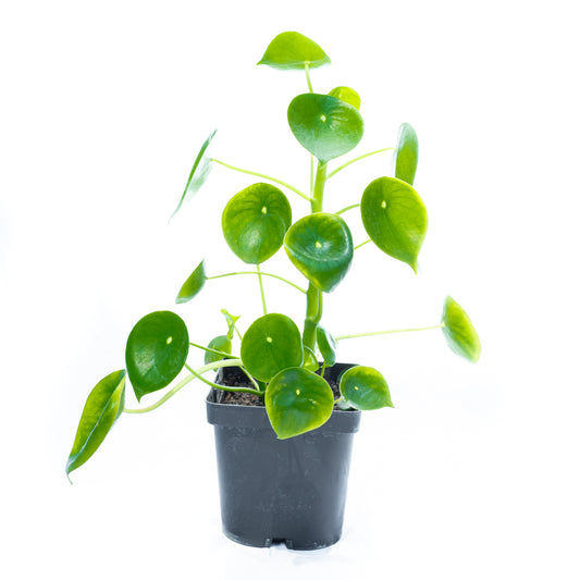 Peperomia Cucharita