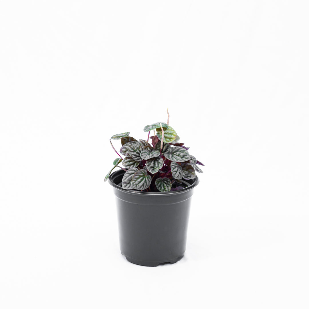 Peperomia carperata