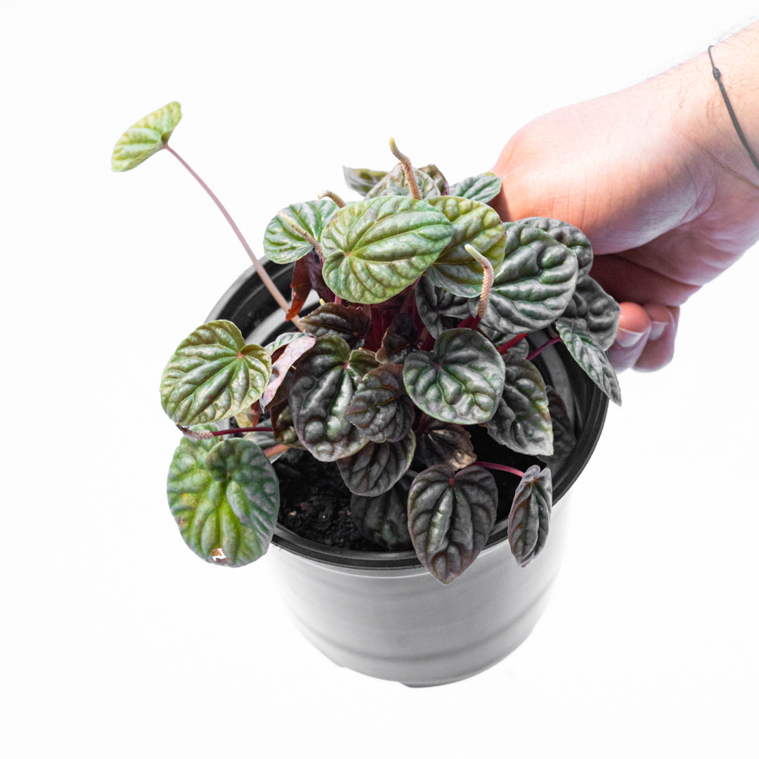 Peperomia carperata