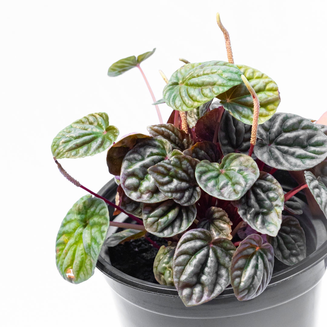 Peperomia carperata
