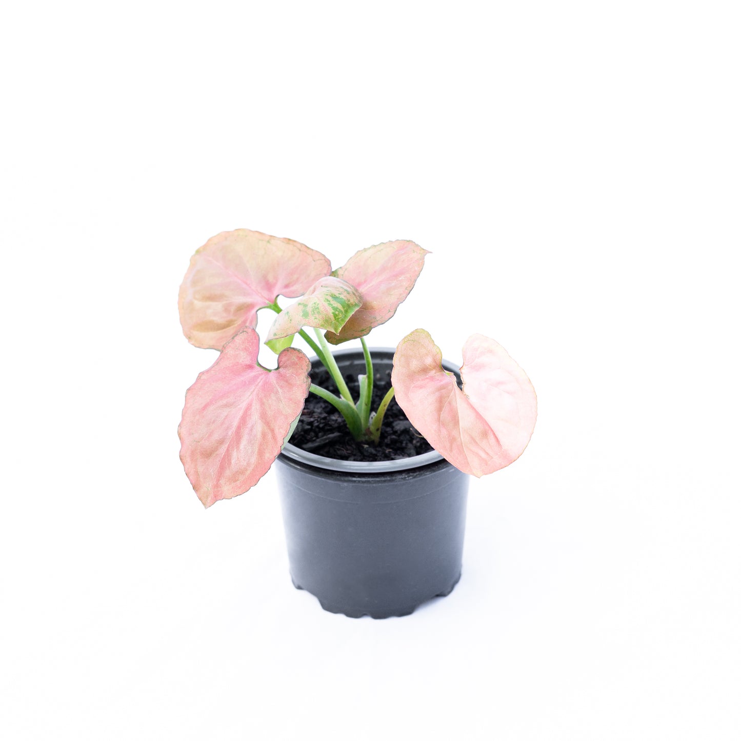 Singonio Pink Perfection