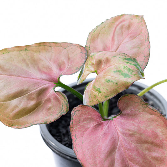 Singonio Pink Perfection