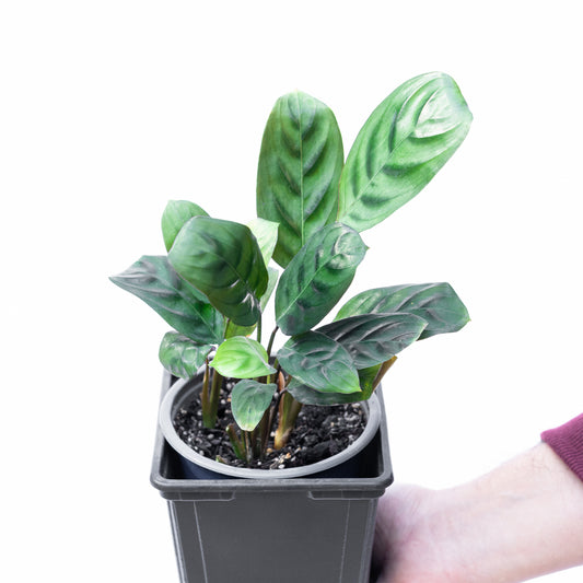 Calathea Burle-marxii