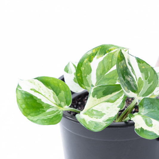 Scindapsus N'Joy