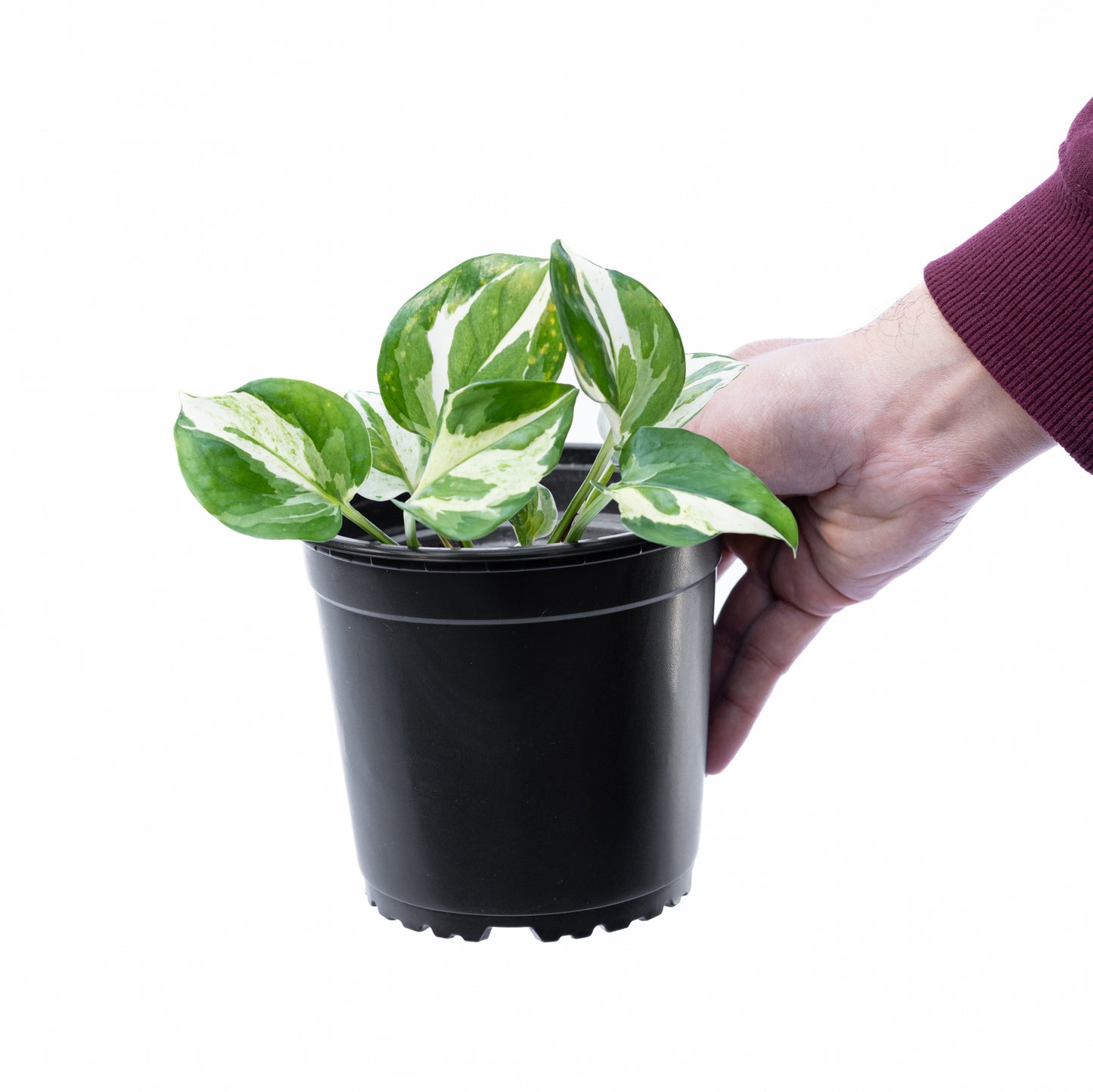 Scindapsus N'Joy