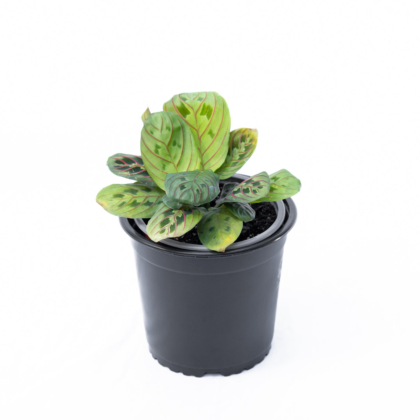Maranta Leuconera S