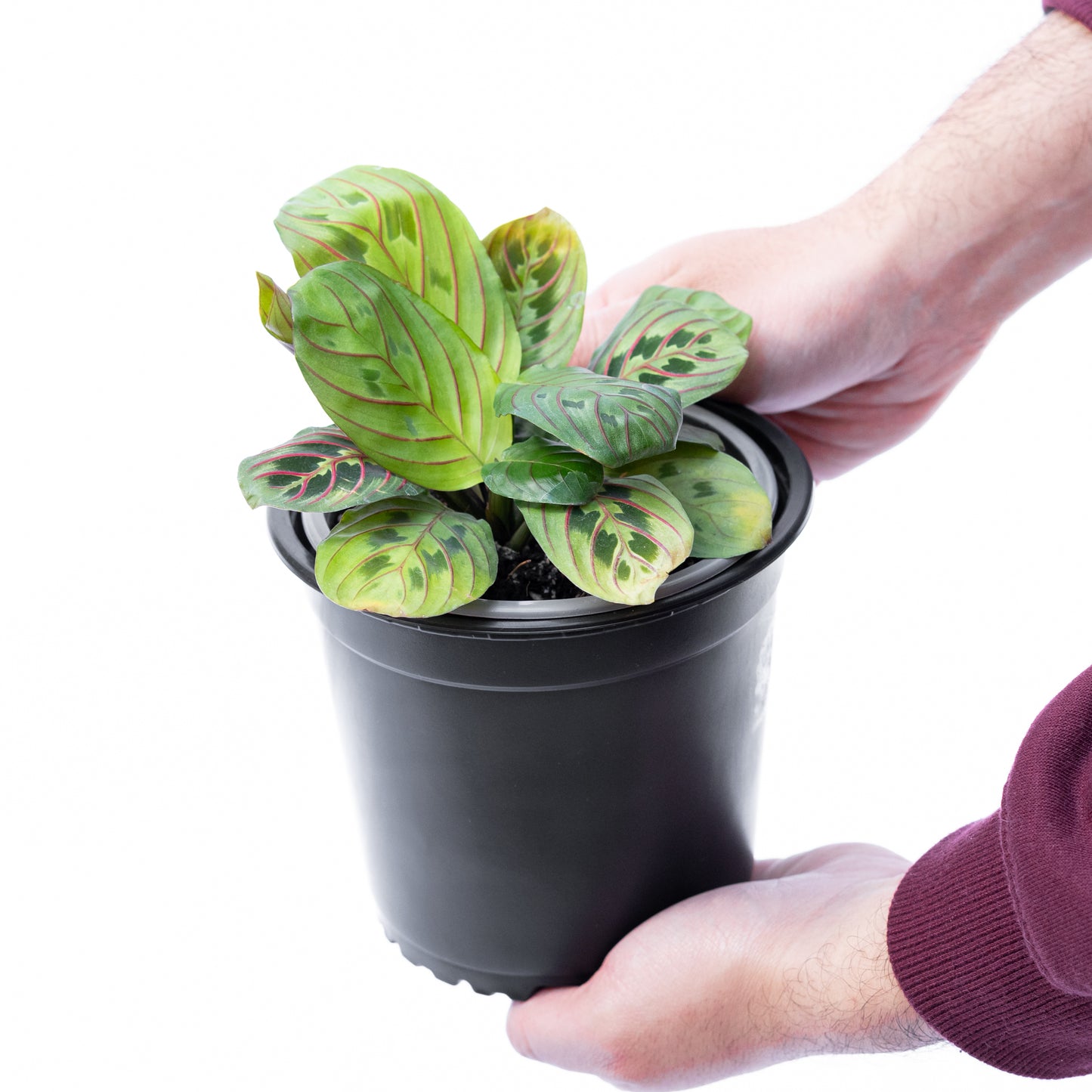 Maranta Leuconera S