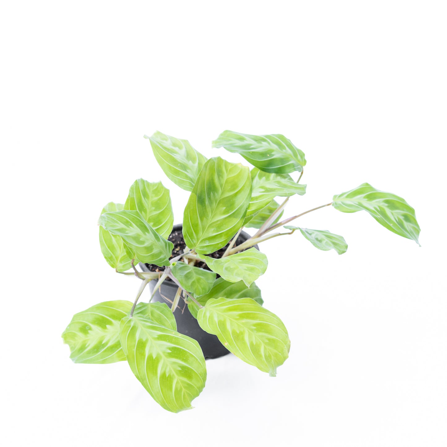 Maranta Cat Moustache