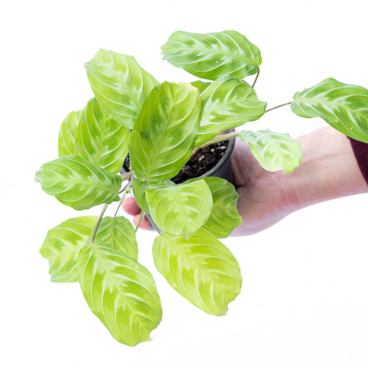 Maranta Cat Moustache