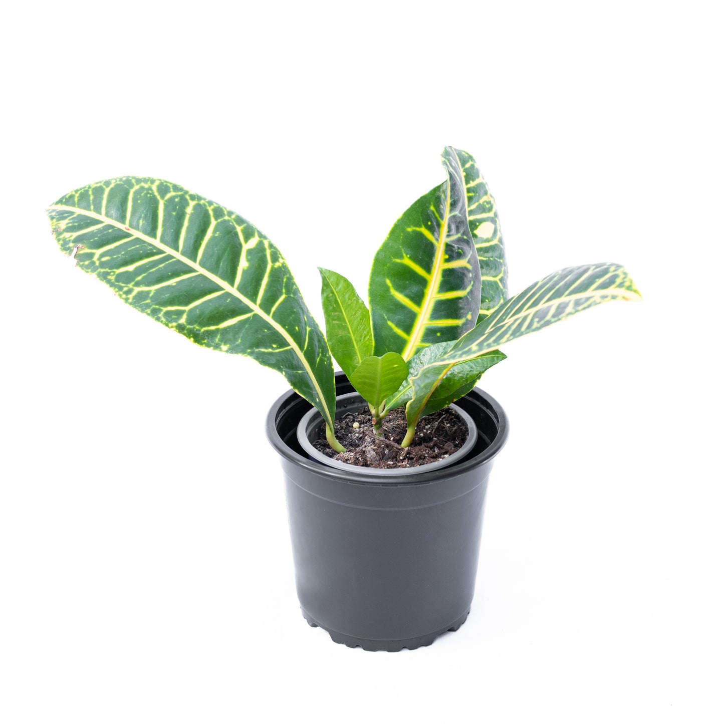 Croton