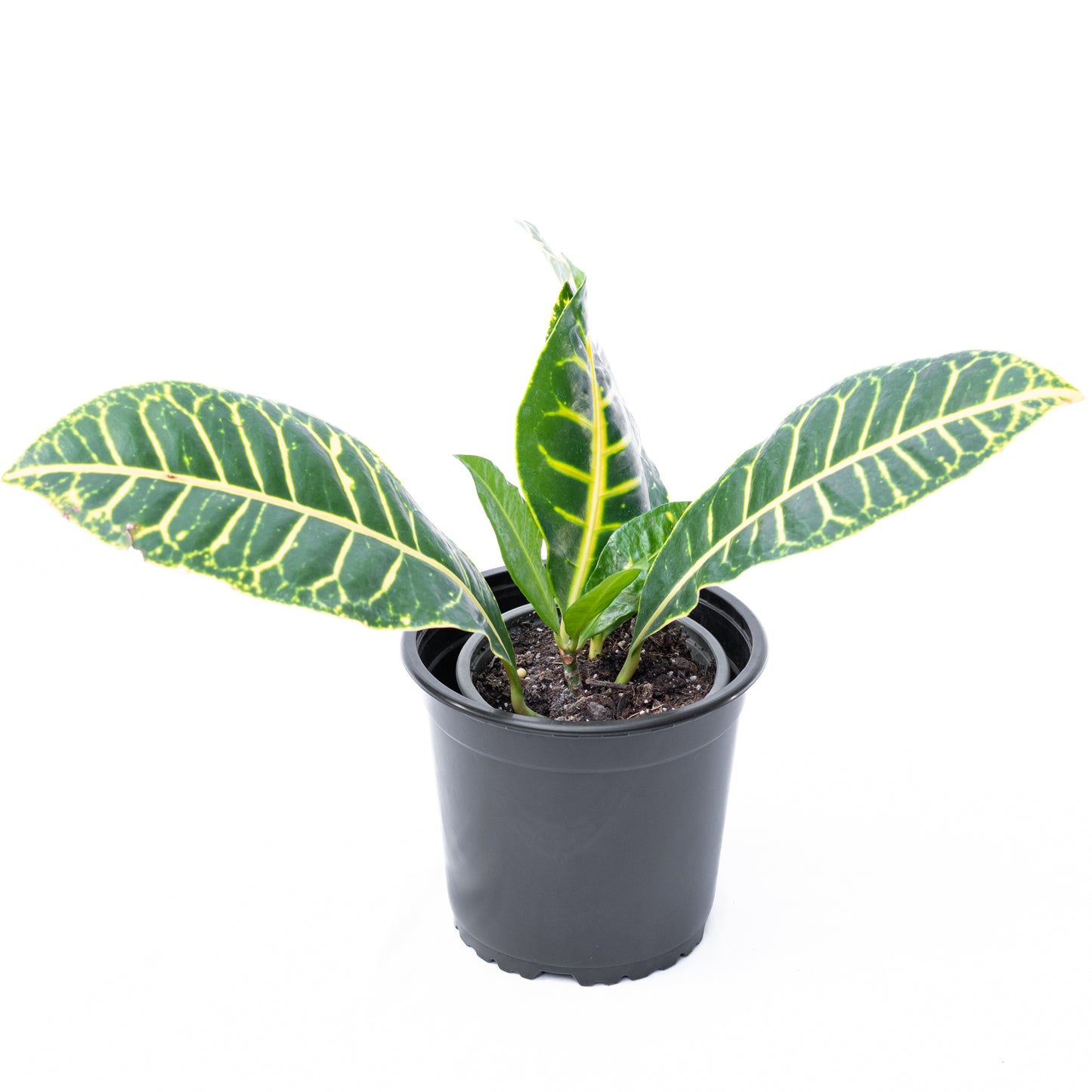 Croton