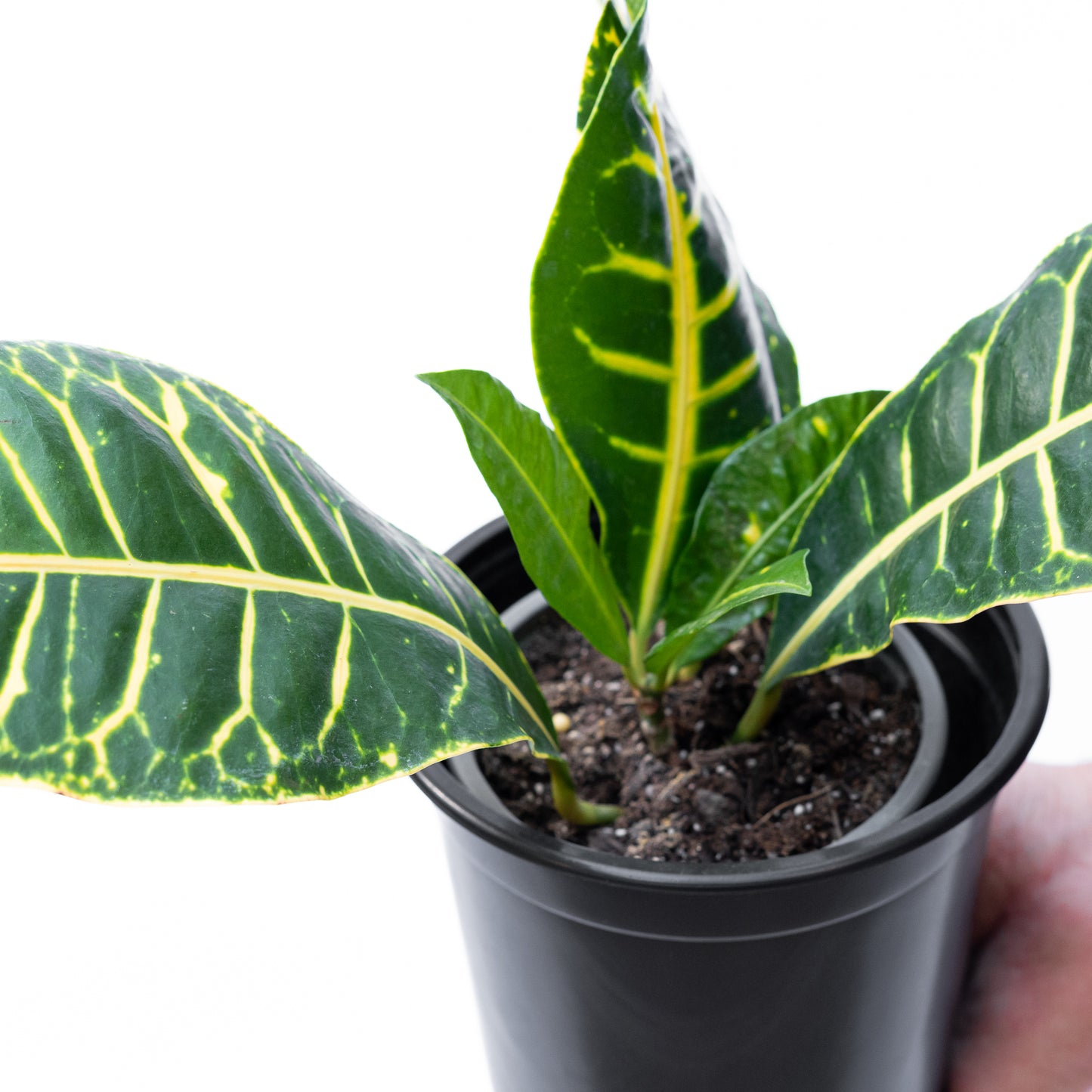 Croton