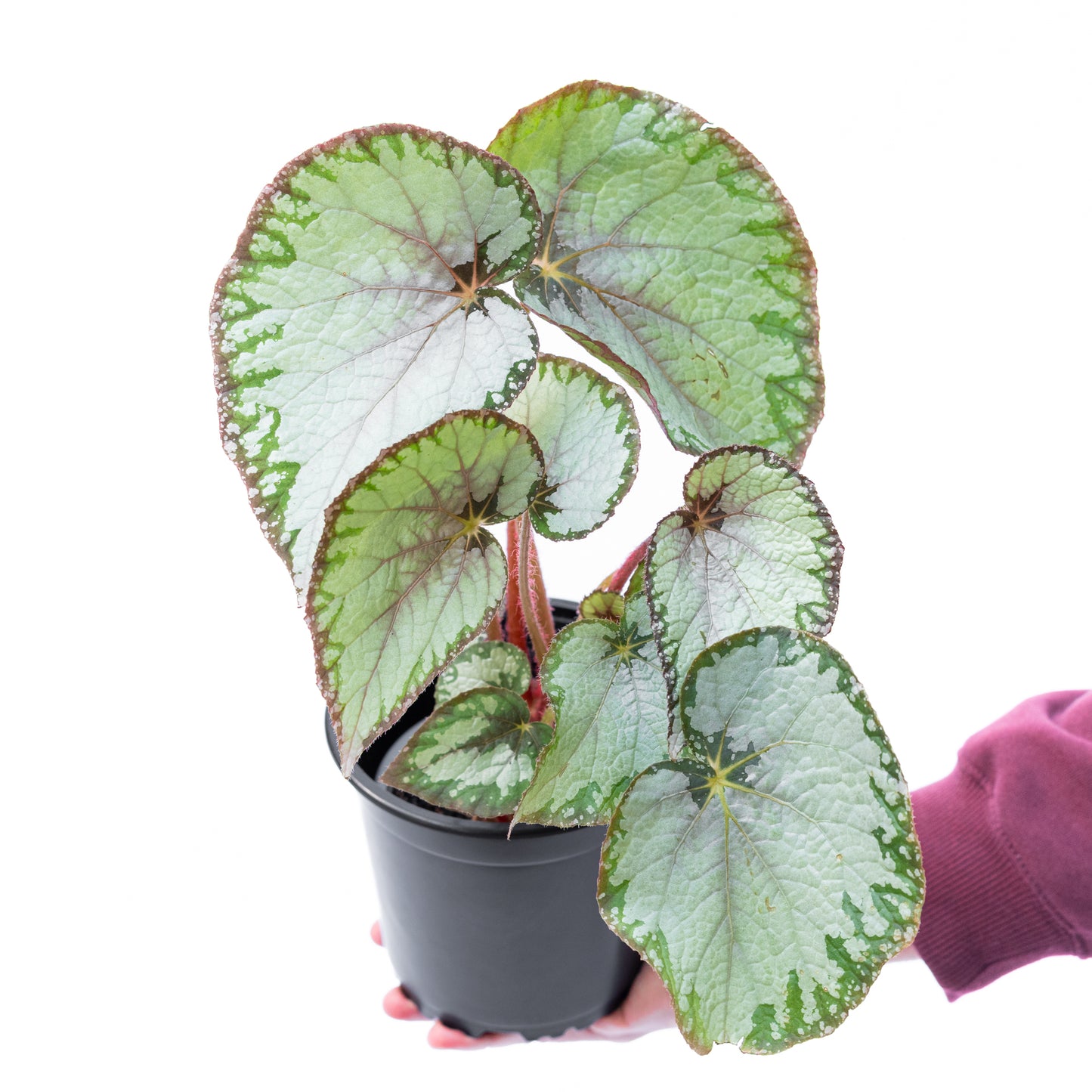 Begonia Rex