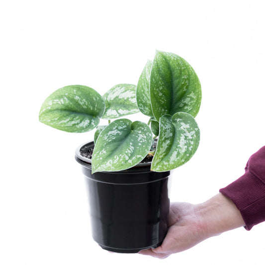 Scindapsus Pictus Exotica