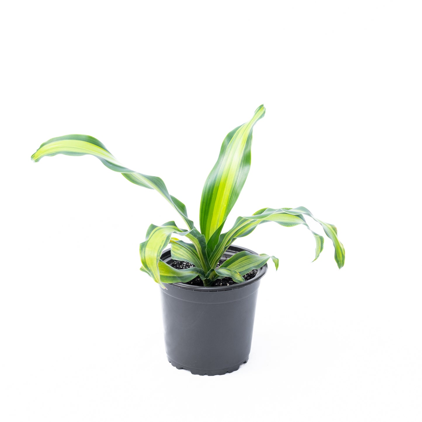 Dracena canción de Jamaica