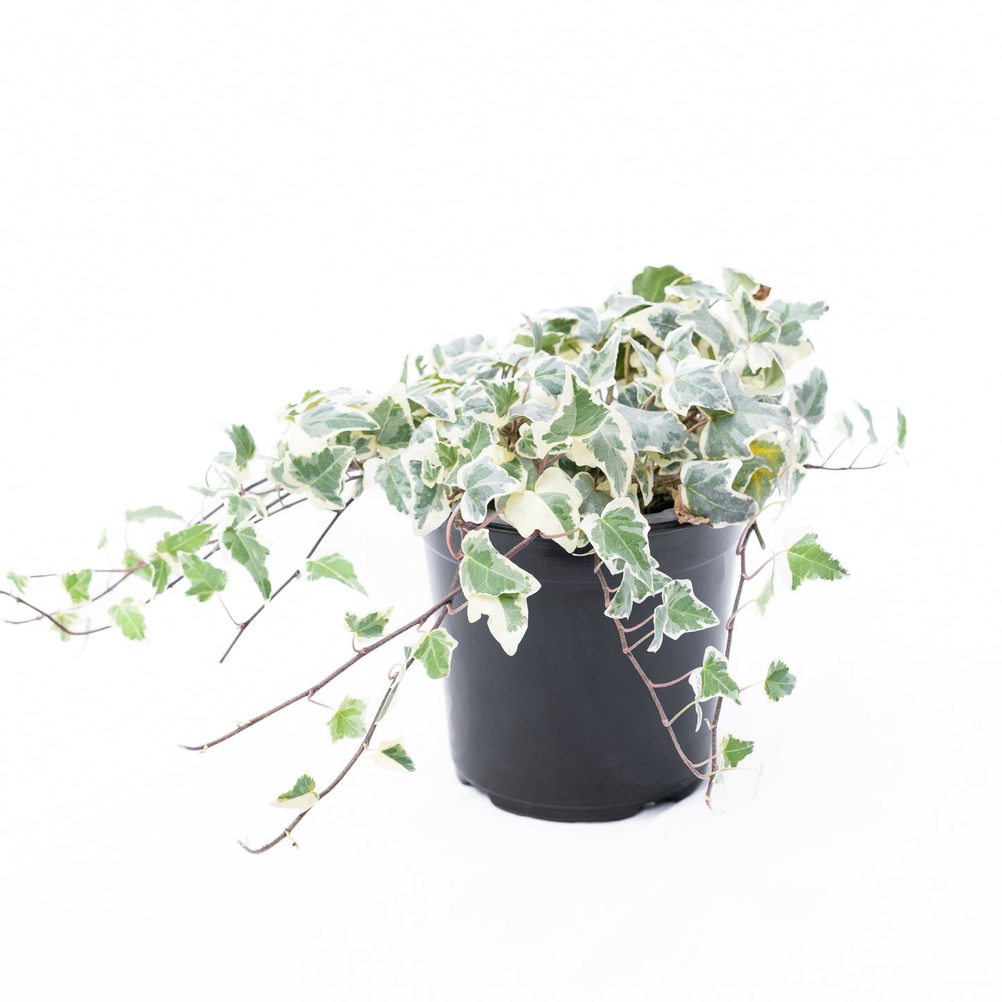 Hiedra Variegada